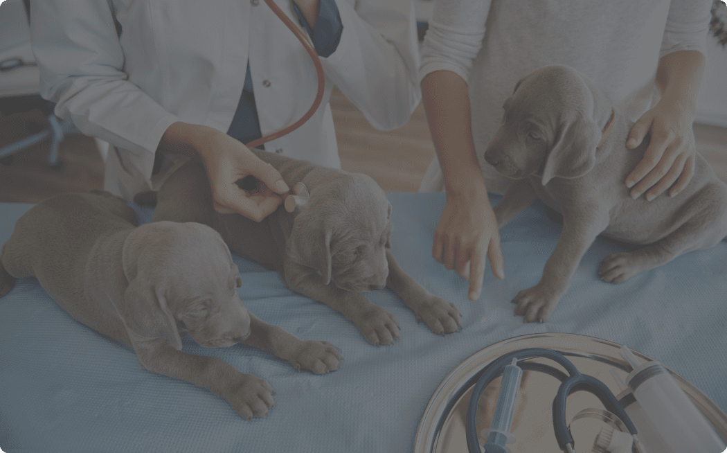 Veterinary Hospitals